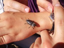 Capnodis tenebrionis