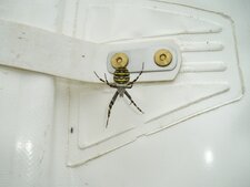 Argiope frelon