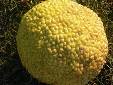 Fruit de l