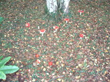 Amanita muscaria,