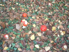 Amanita muscaria,