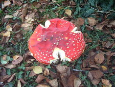 Amanita muscaria