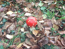 Amanita muscaria