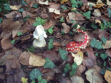 Amanita muscaria