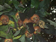 Mespilus germanica L.