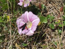 La Zygène du Trèfle sur un liseron des dunes