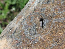 Mouche