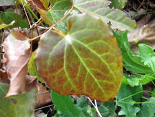 Feuille de ?