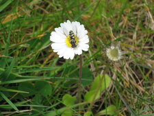 Insecte sur une pâquerette