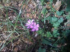 Fleur de mauve sylvestre