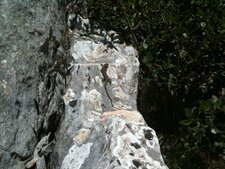 Lézard des murailles