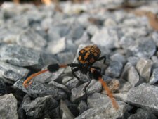 Aristobia approximator