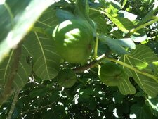 Figues