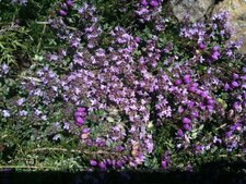 Thym Serpolet