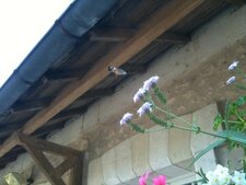 Moro Sphinx - Macroglossum stellatarum