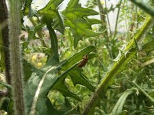 Larve de coccinelle