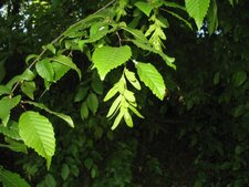 Charme.détail.feuille