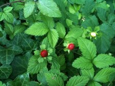 Fraise des bois