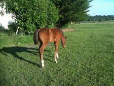 Poulain - Jeune cheval