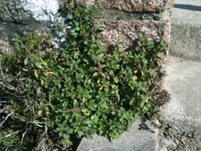 Pariétaire officinale
