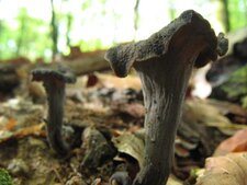 Trompette de la mort