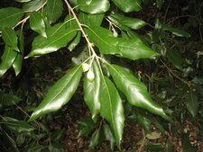 Fruit du chêne vert 