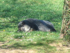 Sanglier ou laie