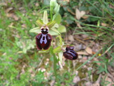Ophrys araignée