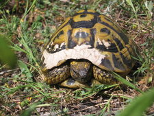 Tortue d