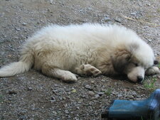 Chiot patou (montagne des pyrénées)