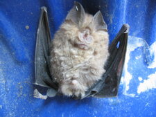 Chauve-souris
