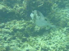  Lactophrys bicaudalis