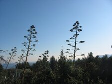 Agaves en fleurs