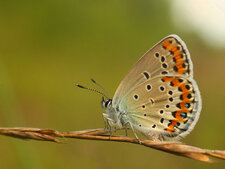 Azuré des Coronilles
