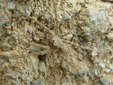 Une Lycoside
