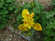 Iris jaune