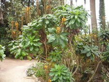 isoplexis canariensis