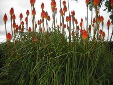 Kniphofia uvaria