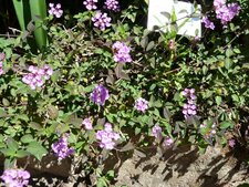Lantana sellowiana.