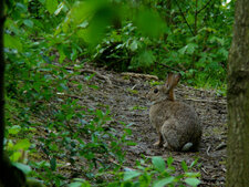 Lapin commun - oryctolagus cuniculus
