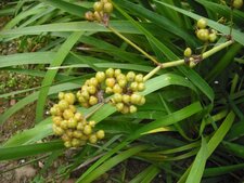 Libertia chilensis F. juan 