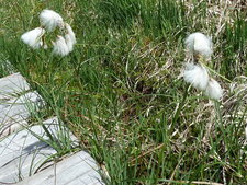 Linaigrette.