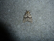 Lymantria monacha.