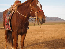 Cheval mongol