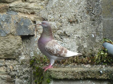 Pigeon