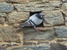 Pigeonne