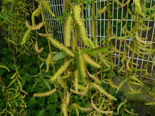 Chatons de saule pleureur