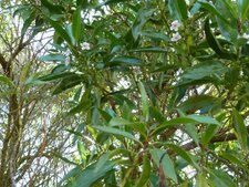 Myoporum insulare