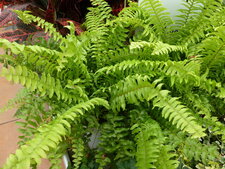 Nephrolepis