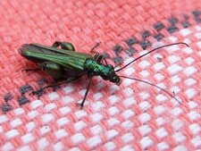 Oedémère male.